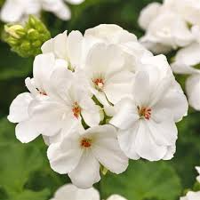 White Zonal Geranium Cuttings - 6" Unrooted Live Plant, Flowering Perennial, Pelargonium zonale, USDA Zones 10-11