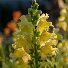 Snapdragon Seeds - 1000+ Liberty Yellow - Antirrhinum majus - Bright Yellow Blooms for Garden & Cut Flower Arrangements