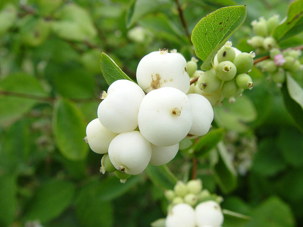 40 Snowberry Seeds - Symphoricarpos albus - White Berries Honeysuckle Bush - Hardy Native Plant - Easy to Grow Wildlife Garden