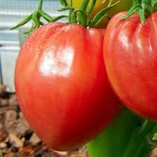 30 Pink Oxheart Tomato Seeds - Heirloom Non-GMO, Large Juicy Tomatoes, Rich Flavor - Solanum lycopersicum