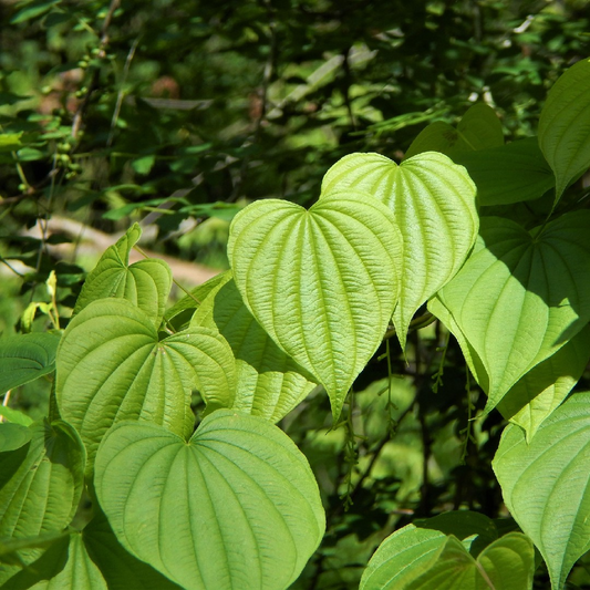 10 Bare Root Wild Yam Plants, Organic Perennial Vine, Dioscorea villosa, Green Foliage, Fast-Growing Wildflower Bulbs