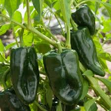 Ancho Poblano Pepper Seeds - 25 Heirloom Non-GMO Seeds for Mildly Spicy Flavor - Capsicum annuum