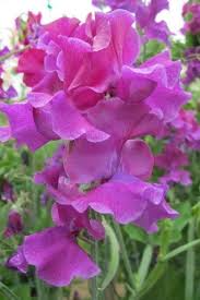 Terry Davey Sweet Pea Seeds - 50+ Rich Purple Fragrant Blooms for Climbing Vines - Lathyrus odoratus - USA