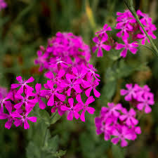 2000 Catchfly Seeds - None-So-Pretty Purple Flowers - Silene - Hardy Perennials for Rock Gardens & Pollinators - Non-GMO