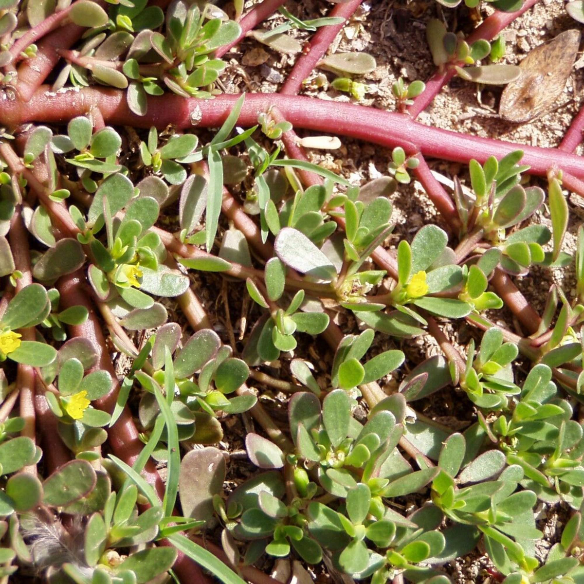 2000 Red Purslane Seeds - Edible Succulent Herb - Portulaca oleracea - Nutritious Mild Spinach Flavor - Drought Tolerant