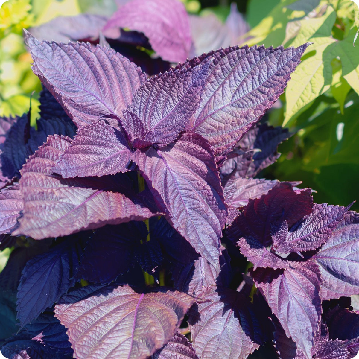 Perilla Red Aka Shiso Seeds 500mg | Non-GMO Aromatic Herb for Asian Cuisine | Perilla frutescens | Bold Flavor & Red Leaves