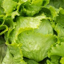 400 Seeds Iceberg Lettuce - Crisphead Variety, Lactuca sativa, Fresh Crunchy Vegetable for Salads and Sandwiches