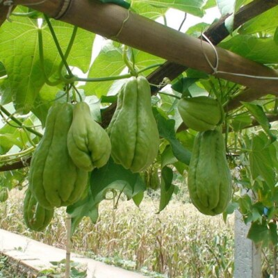 3 Sprouted Chayote Squash Mirliton Live Plants - Fast Growing Edible Vine - Sechium edule - Ready to Plant