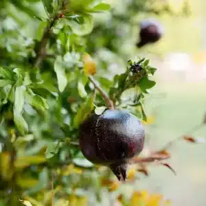 Starter Plant Black Inside Pomegranate Tree 10"-24" (Punica granatum) Live Tropical Fruit Tree for Home Gardening