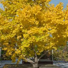 3 Bare Root Ginkgo Biloba Trees, Maidenhair Tree Starter Plants, Green Foliage, Yellow Fall Color, Ginkgo biloba