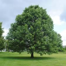 Swamp White Oak Tree 18"-24" Live Bare Root Quercus bicolor | Fast-Growing Wildlife & Landscape Value