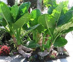 3 Borneo Giant Elephant Ear Seedlings - Alocasia Macrorrhiza - Fast-Growing Tropical Plant with Glossy Green Leaves