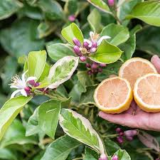 Variegated Pink Lemon Seeds - 5+ Rare Citrus Seeds - Pink Eureka Lemon (Citrus limon) - Juicy & Fragrant for Home Gardens