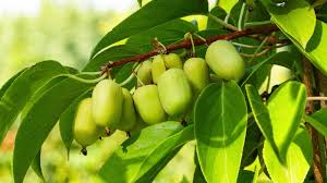 Kiwi Prolific Vine Starter Plant | Self-Pollinating, Cold Hardy, Smooth-Skinned Fruit | Actinidia arguta (Prolific)