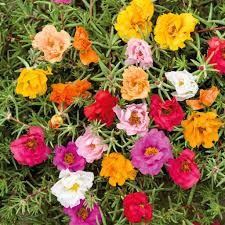 Moss Rose Seeds 500 Count Double Mix, Vibrant Peony Blooms, Portulaca grandiflora, Non-GMO, Pollinator-Friendly, Easy to Grow
