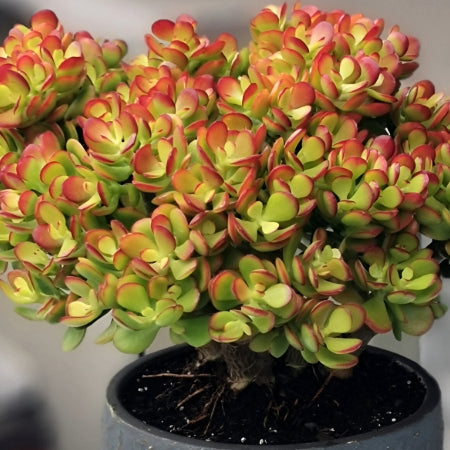 Bare Root Live Plant 8" Crassula Ovata ‘Crosby’s Compact’ Jade Plant | Dwarf Jade, Low-Maintenance Indoor/Outdoor Houseplant