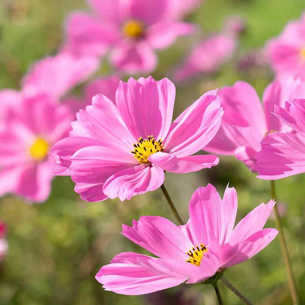 Cosmos Seeds 1000 Count - Bright Pink Blooms, Pollinator-Friendly Annual Flower - Cosmos bipinnatus