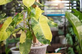 Rooted Burle Marx Philodendron Plant | Tropical Houseplant | Green Leaf | Philodendron ‘Burle Marx’ | Easy Care