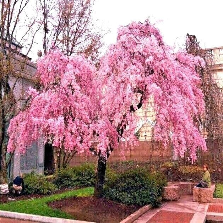 5 Seeds Weeping Sakura Cherry Blossom Tree, Pink Flowers, Prunus pendula, Cold Hardy, Fast Growing, Ornamental Garden Plant