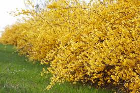 15 Golden Forsythia Cuttings, Hardy Ornamental Bush, Yellow Flowers, Forsythia x intermedia, Organic, Fast-Growing
