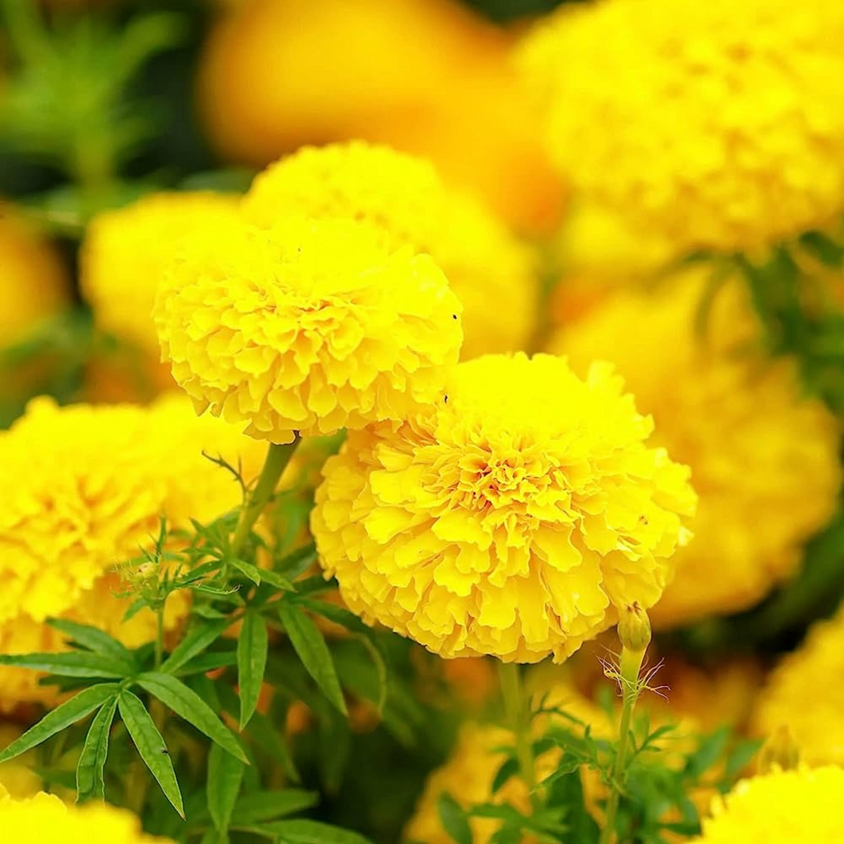 25+ Marigold Seeds - Golden-Yellow Double Blooms - Tagetes erecta - Summer Annuals for Garden Beds, Borders & Pots