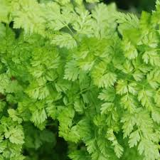 Chervil Seeds 400 Count - Aromatic Herb for Cooking & Garnishing - Anthriscus cerefolium - French Parsley
