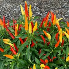 25 Tabasco Pepper Seeds - Heirloom Capsicum frutescens - Spicy, Tangy, High-Yielding, Non-GMO for Hot Sauce & Salsa