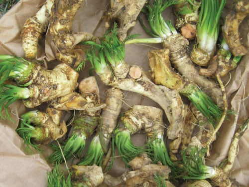 Organic Horseradish Roots for Planting – 2 Heirloom Crowns – Easy-to-Grow Culinary Starter Plants – Perennial Herb