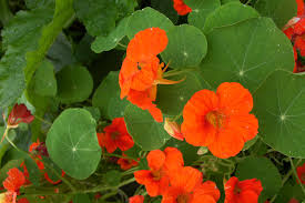 Nasturtium Seeds 25 Count Single Mix Climbing Vine Red Flowers Non-GMO Fragrant Hummingbird Attracting Edible Garden Plants