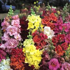 Snapdragon Seeds - 1000+ Madame Butterfly Mix - Double-Petaled Blooms - Antirrhinum majus - Vibrant Garden & Cut Flowers