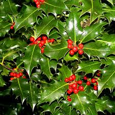 10 Seeds Ilex Aquifolium English Holly | Evergreen Shrub for Hedges & Wildlife Gardens | Hardy Planting Seeds