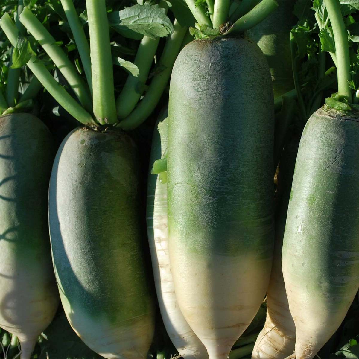 500+ Green Luobo Radish Seeds - Heirloom Crisp & Sweet Asian Variety - Raphanus sativus