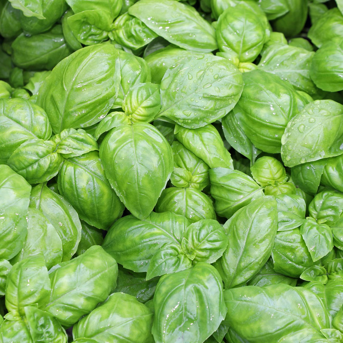 200 Genovese Basil Seeds - Heirloom Culinary Herb, Aromatic Flavor - Ocimum basilicum, Easy to Grow, Pollinator Friendly