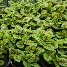 250 Seeds Red Veined Sorrel Herb - Tangy Flavor Culinary Plant (Rumex sanguineus) for Salads & Garnishes - Edible Landscaping