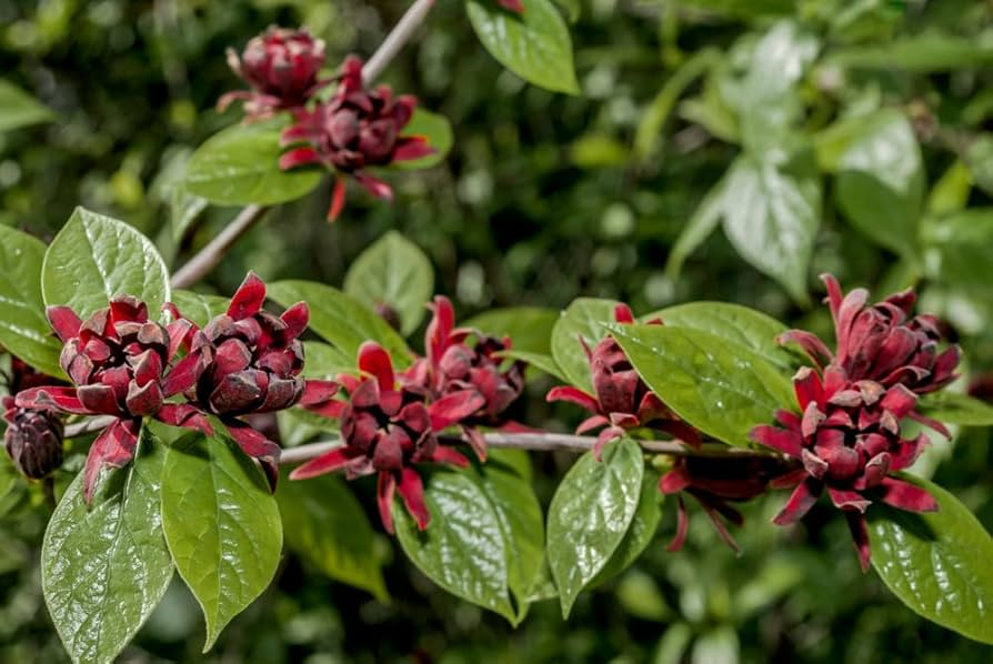 Sweetshrub Seedlings | Live Starter Plants | Hardy Fragrant Shrub | Calycanthus Species | Low-Maintenance Garden Accent