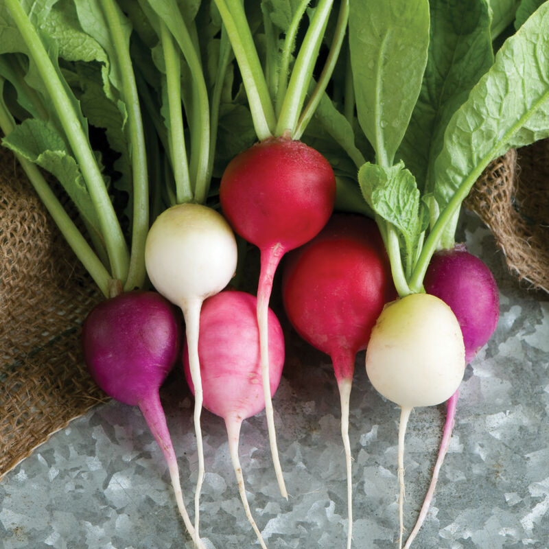 Easter Egg Radish Seeds | Heirloom Non-GMO | Colorful Varieties | Raphanus sativus | Fast Growing | 30 Days to Harvest