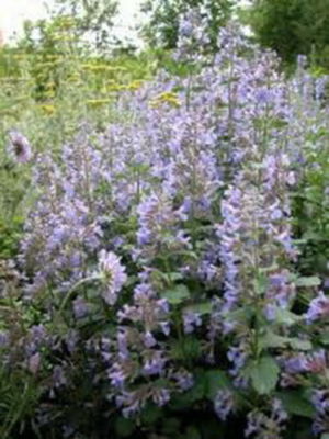 1,000 Catnip Seeds - Nepeta cataria - Non-GMO Perennial Herb for Cats, Herbal Tea, and Pollinator Gardens