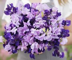Sweet Pea Seeds - 15 Pack Purple Mix - Fragrant Climbing Vine - Non-GMO - Ideal for Trellis & Arbors - Lathyrus odoratus