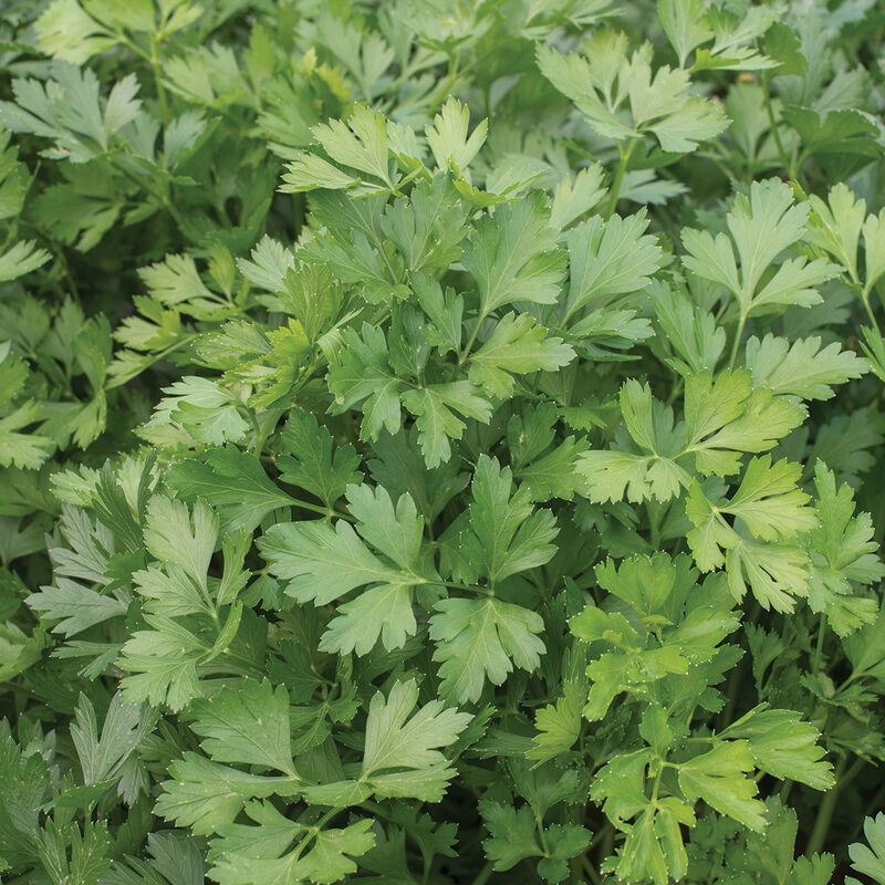 1000 Seeds Dark Green Italian Giant Parsley, Heirloom Non-GMO Herb, Petroselinum crispum, Flavorful Culinary Favorite