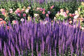 100 Seeds Munstead Lavender, Fragrant Purple Flowers, Lavandula angustifolia, Hardy Perennial Herb for Gardens