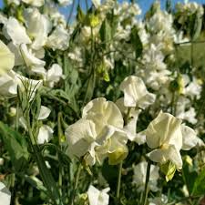 Jilly Sweet Pea Seeds - 50+ Seeds - Creamy White Blooms - Lathyrus odoratus - Perfect for Trellises & Cottage Gardens