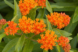 10 Bare Root Butterfly Weed Plants | Asclepias Tuberosa | Monarch Host & Pollinator-Friendly | Drought-Tolerant Perennial