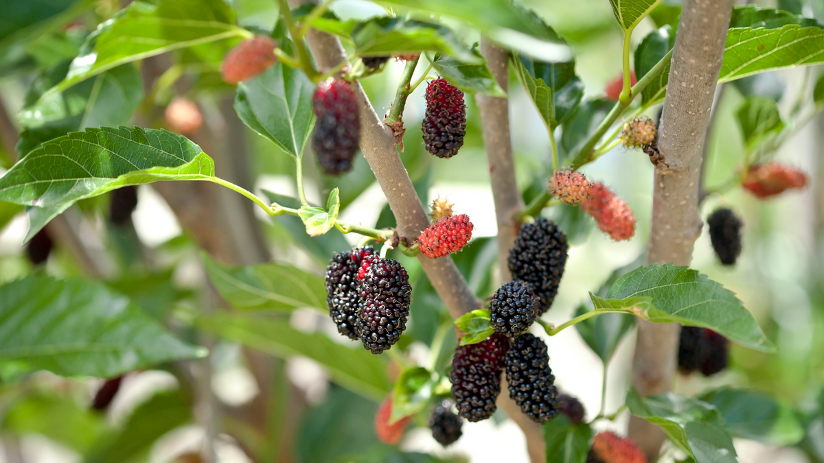 10 Mulberry Cuttings, Early Fruiting, Easy to Root, Morus alba - Ideal for Edible Landscaping, Fast-Growing Berry Plant