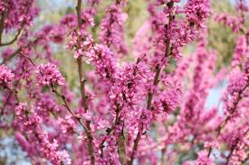 10 Seeds Chinese Redbud Tree (Cercis chinensis) - Ornamental Flowering Tree with Pink Blossoms for Planting