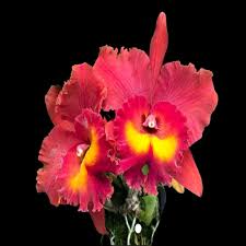 Live Orchid Plant - Cattleya Rlc Magician Red Seedling in 2B23 Pot - Stunning Tropical Red Blooms for Indoor & Outdoor Spaces