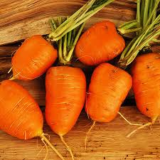 Oxheart Carrot Seeds | Heirloom Non-GMO | Sweet & Crisp | Daucus carota | 5-6 Inch Roots | Suitable for USDA Zones 2-10
