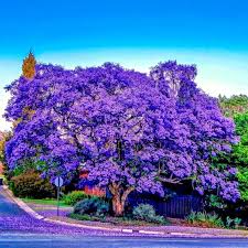 20 Jacaranda Fern Tree Seeds - Fast-Growing Blue Flowers - Jacaranda mimosifolia - Tropical Ornamental Tree Seeds