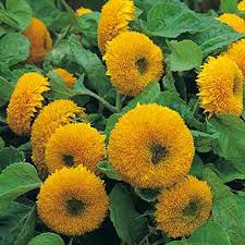 Teddy Bear Dwarf Sunflower Seeds 1g - Sungold, Compact Double-Blooming, Helianthus annuus ‘Teddy Bear’, Pollen-Free