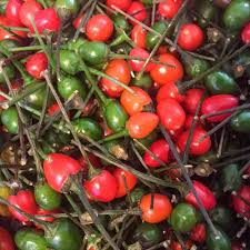 Chiltepin Hot Pepper Seeds 250mg | Capsicum annuum | Very Hot, Non-GMO, Rare Wild Chili for Culinary & Medicinal Uses