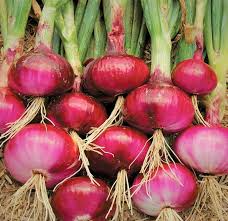 200 Red Burgundy Onion Seeds - Heirloom Allium cepa - Mild Sweet Flavor, High Yield, Non-GMO, Ideal for Home Gardens